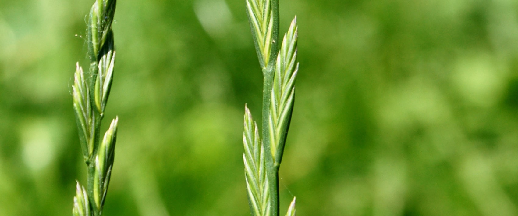 Wertvolle Grassaat Komponenten für Ihr Grünland | Deutsche Saatgut
