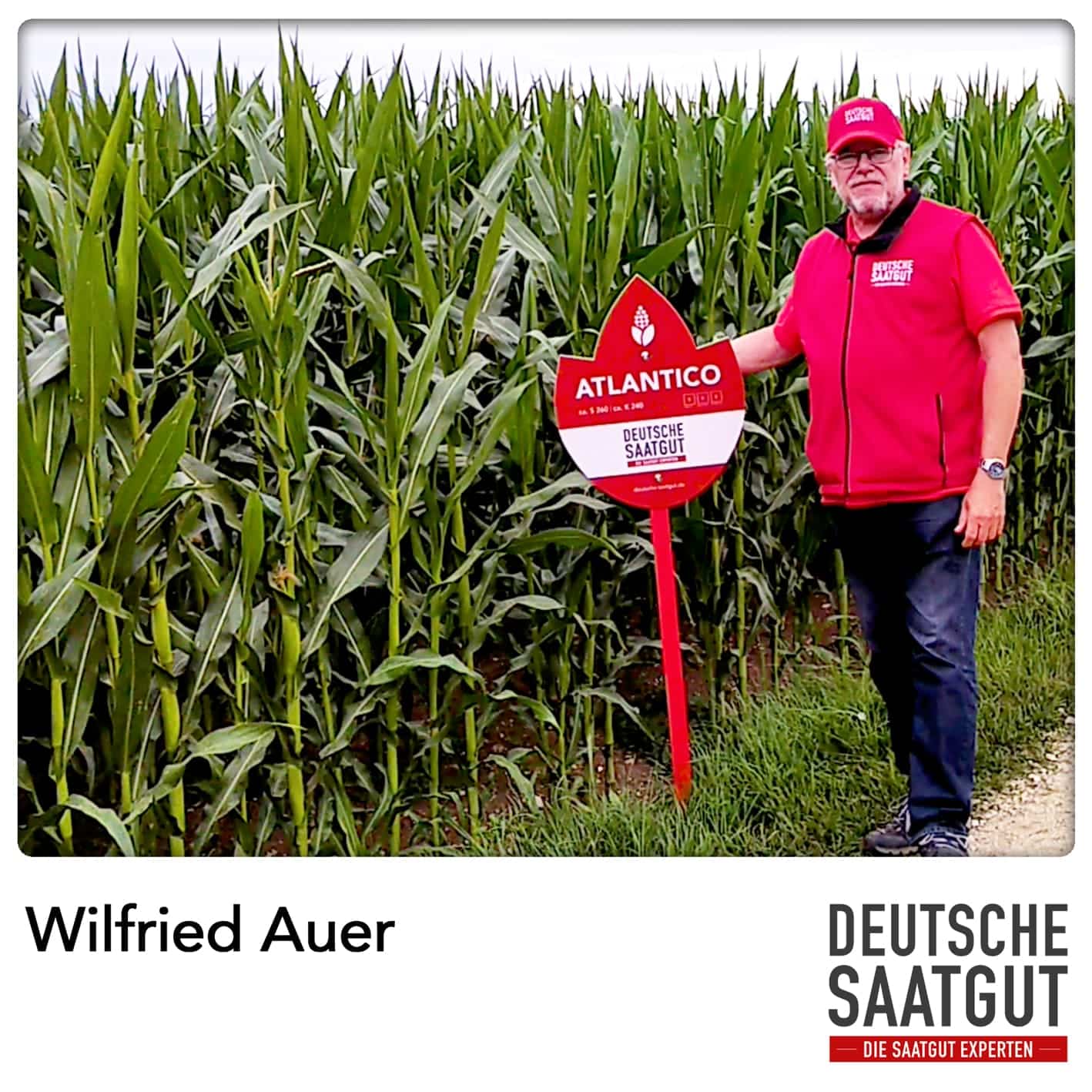 Wilfried Auer – Sortendemo Mais ATLANTICO, Landkreis Erding in Bayern