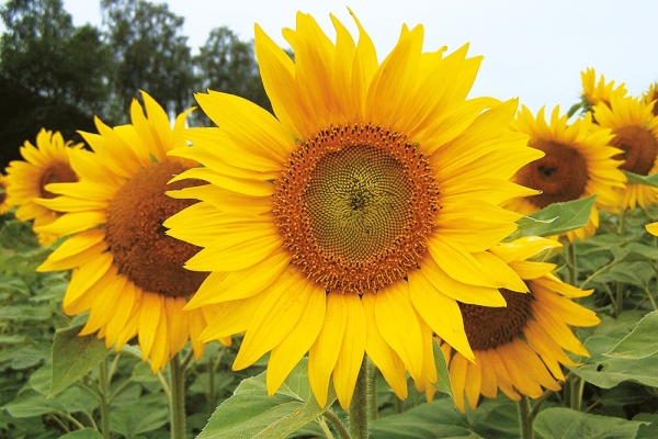 46. Die Sonnenblume bietet eine Alternative! - Deutsche Saatgut