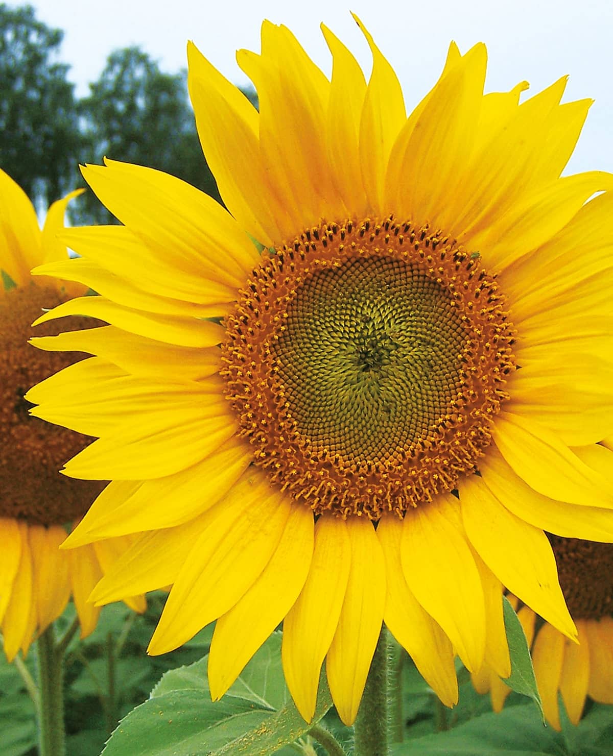 Die Sonnenblume bietet eine Alternative! Erweitern Sie Ihre Fruchtfolge.