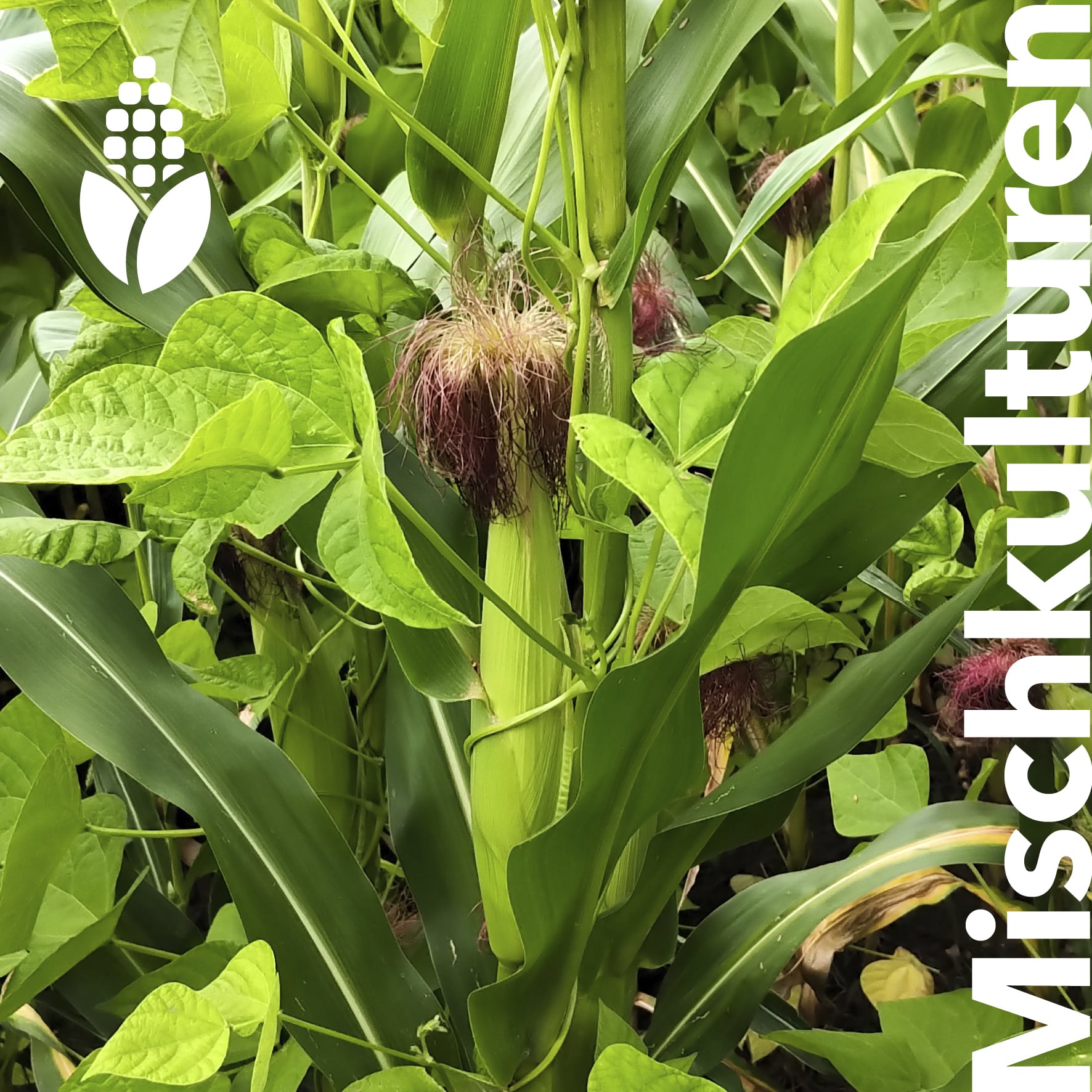 Mais Stangenbohnen Gemenge Deutsche Saatgut