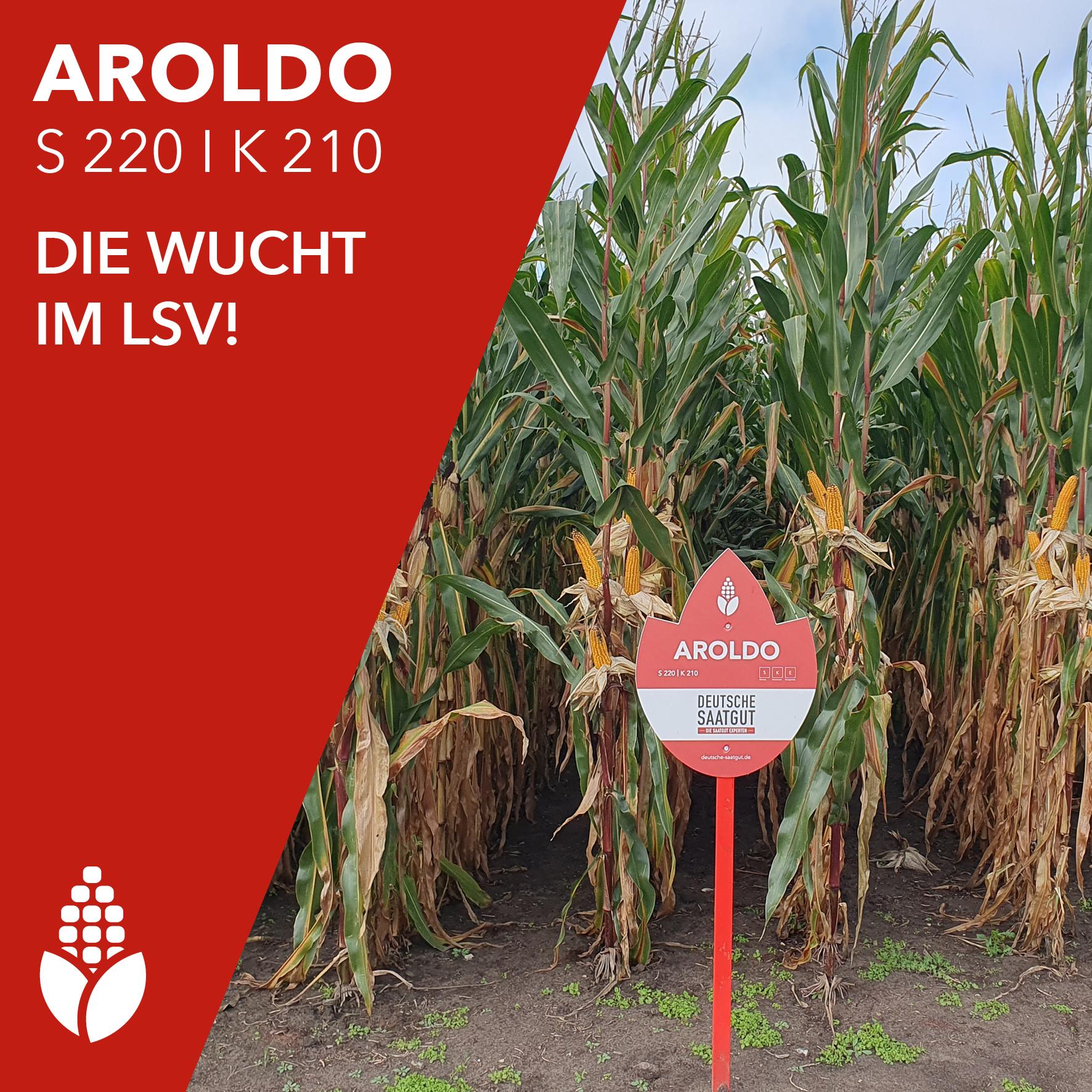 AROLDO S 220 I K 210 – Die Wucht im LSV!