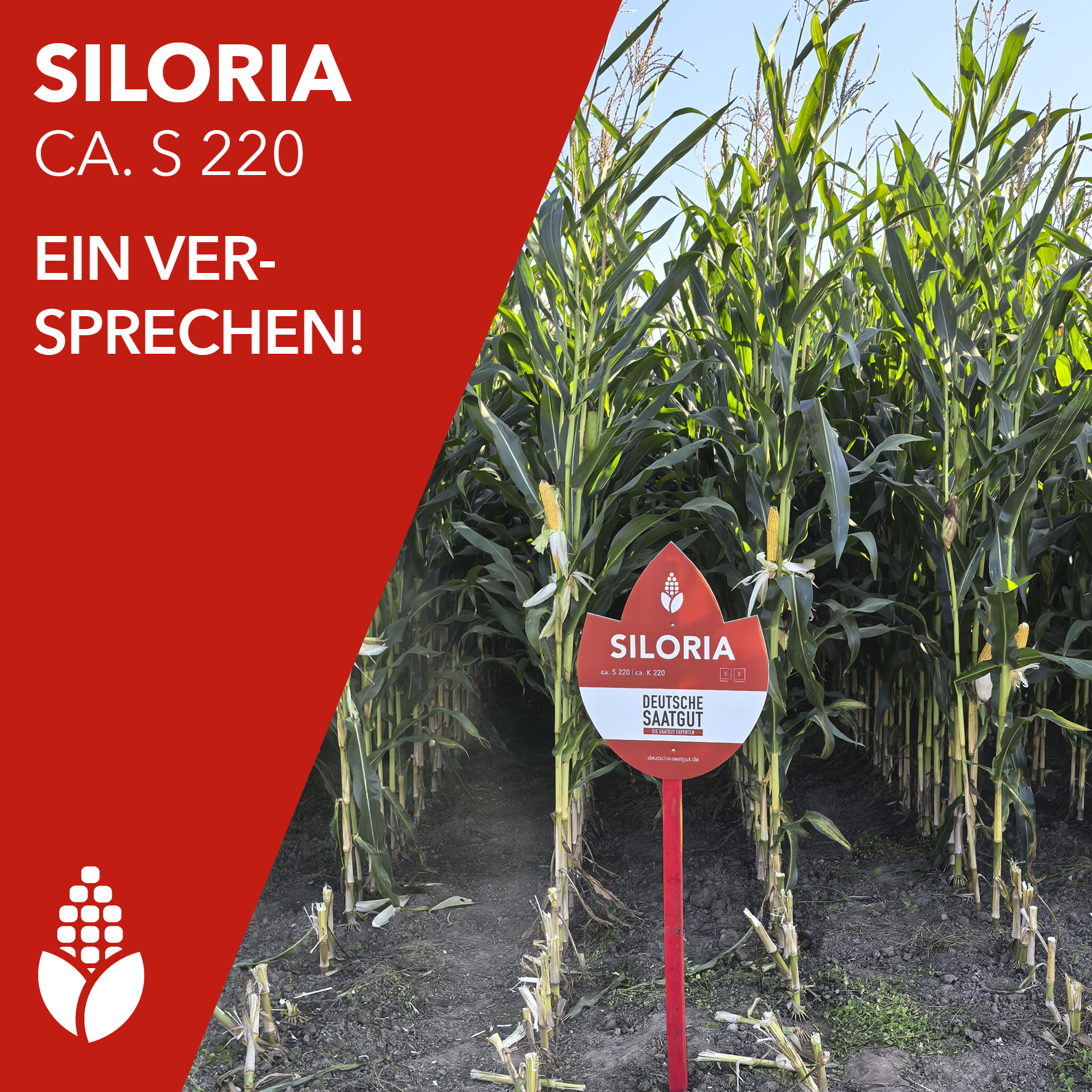 SILORIA ca. S 220 – Ein Versprechen!