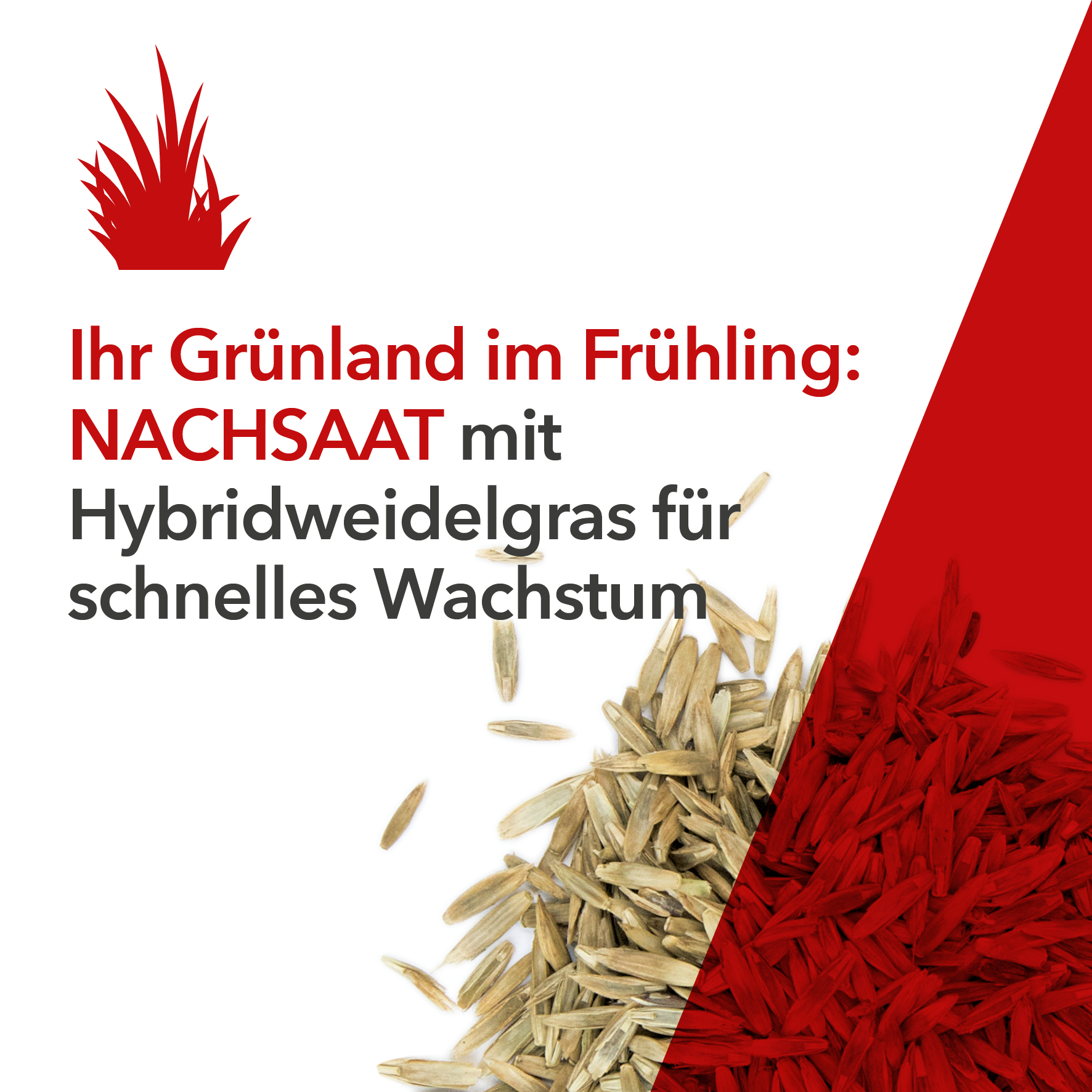 Ihr Grünland im Frühling: NACHSAAT mit Hybridweidelgras für schnelles Wachstum