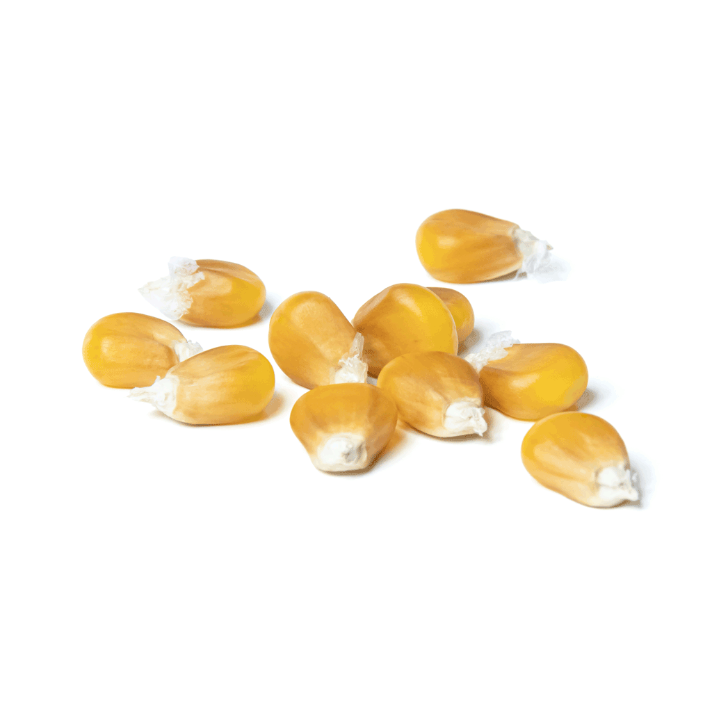 PIMENTO