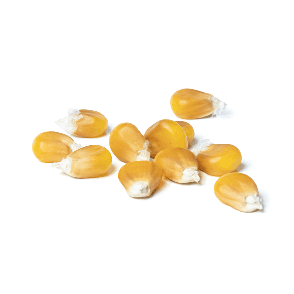 SM AMBER