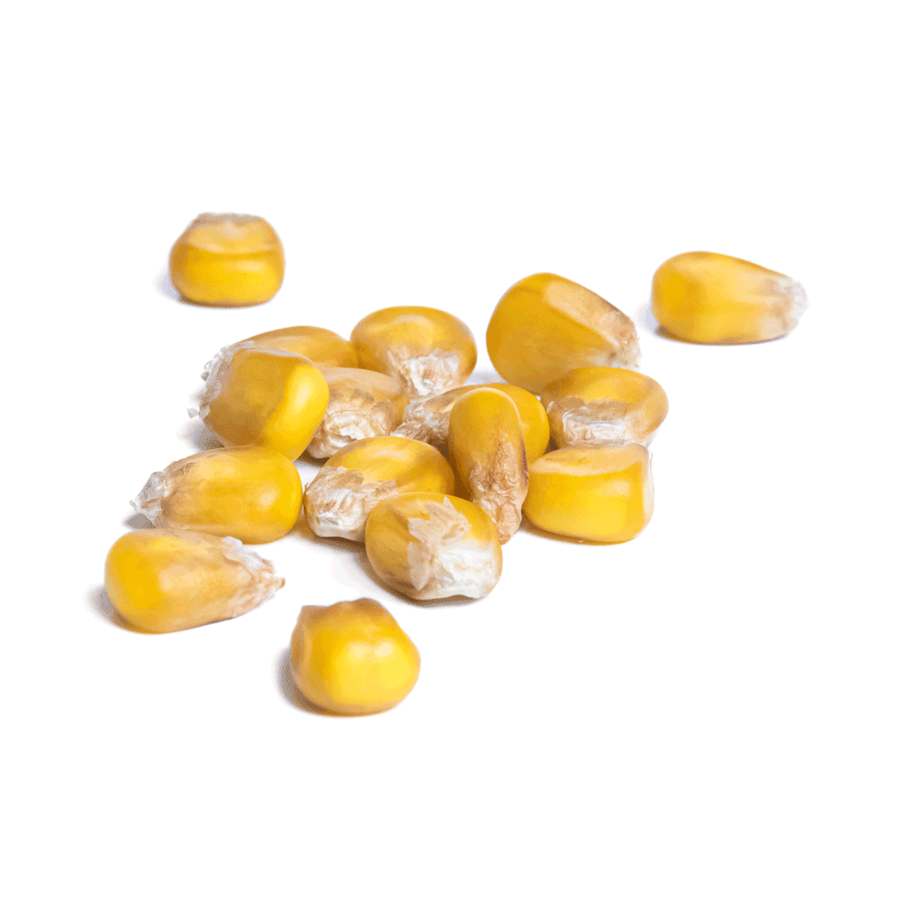 STELLANO