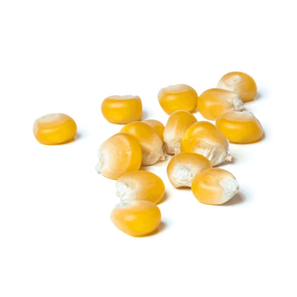 SM TROJDEN