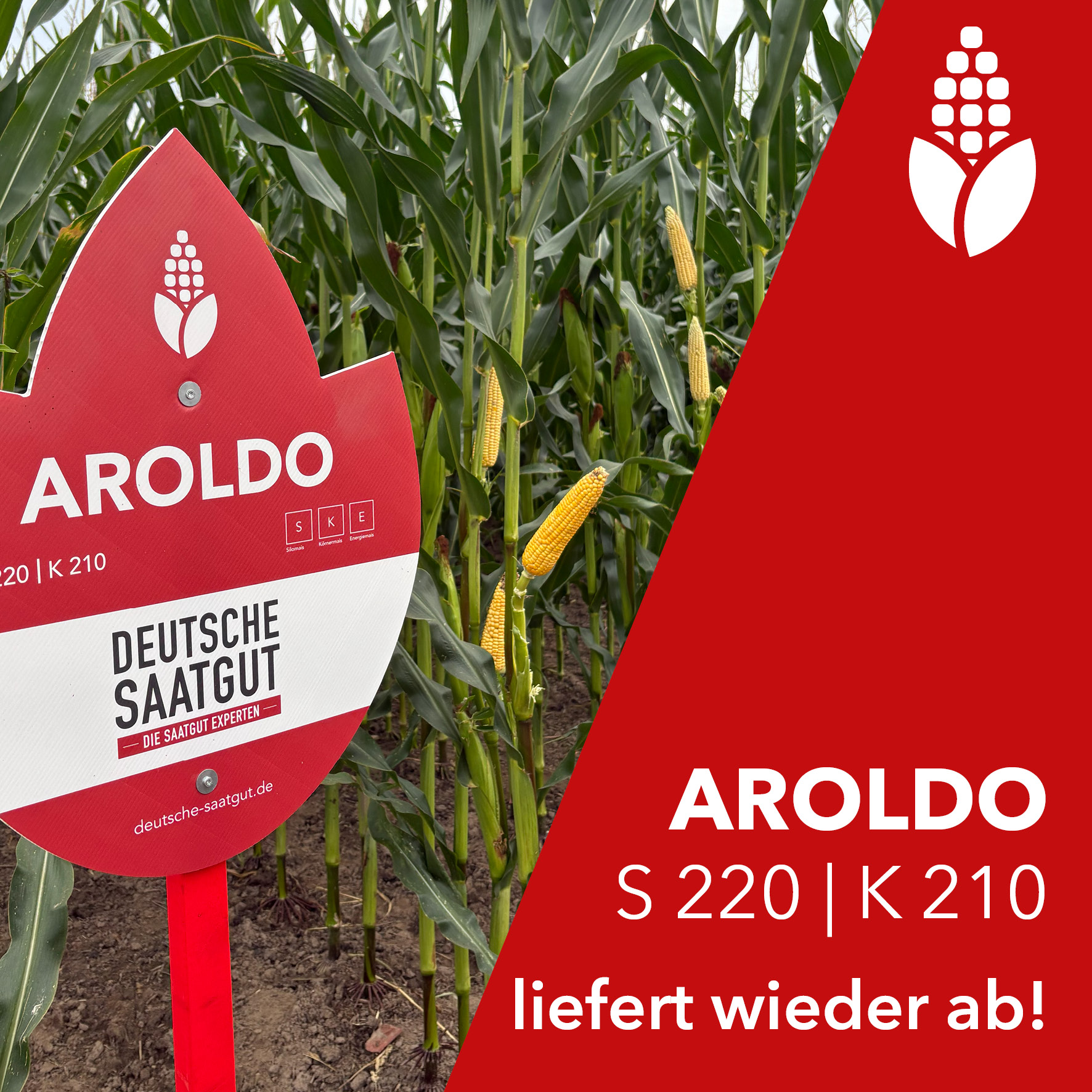 AROLDO S 220 | K 210 liefert wieder ab!