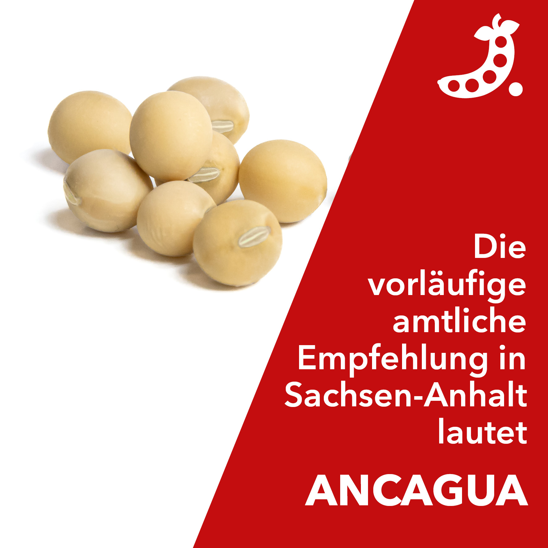 ANCAGUA - Soja-Sortenempfehlung in Sachsen-Anhalt