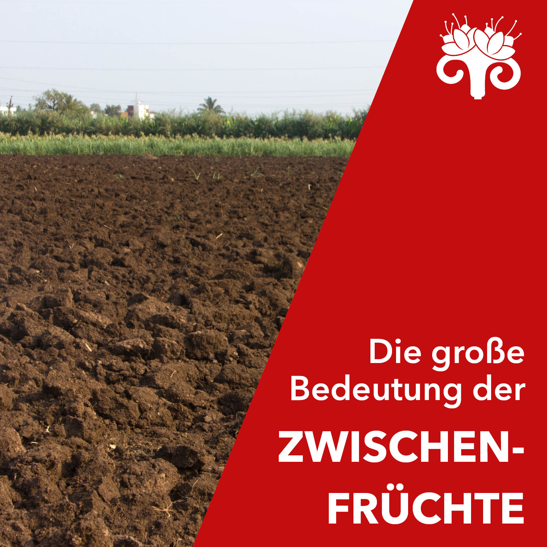 6 gute Gründe für Zwischenfrüchte