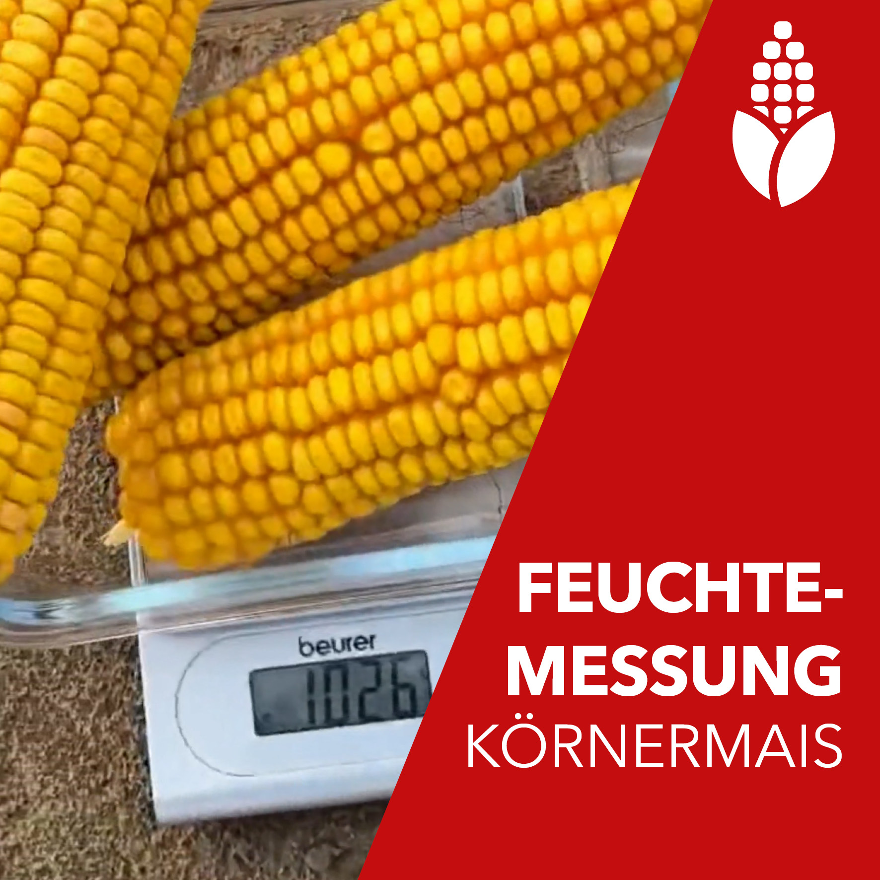 Körnermais-Feuchtemessung